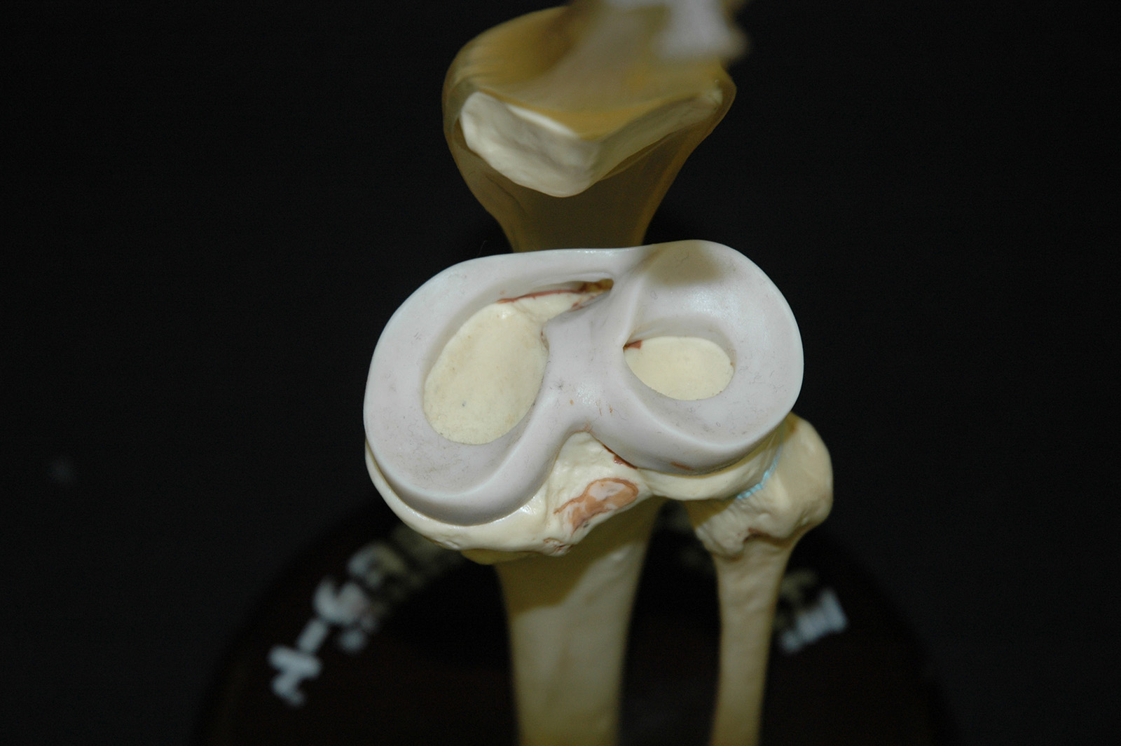 骨格模型と膝軟骨模型を用いた制作資料
