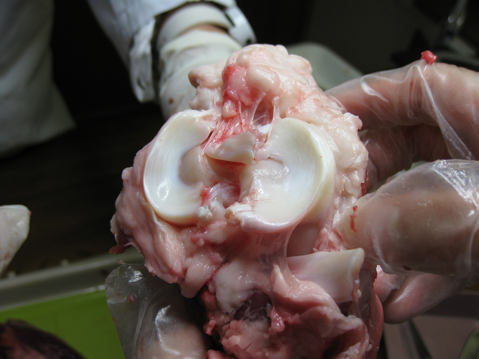 鹿の膝関節軟骨を観察している解剖実習